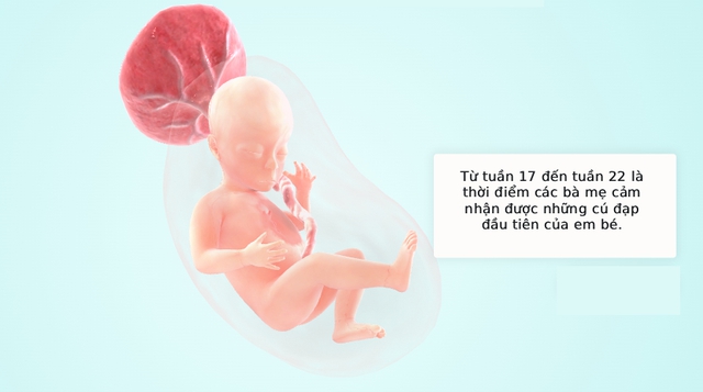 Tuần thai thứ 17: Bé yêu bắt đầu tích mỡ giữ ấm cơ thể, còn mẹ tăng cân thấy rõ- Ảnh 5.