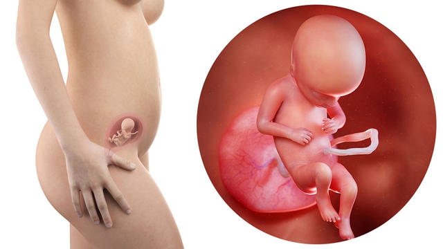 Tuần thai thứ 17: Bé yêu bắt đầu tích mỡ giữ ấm cơ thể, còn mẹ tăng cân thấy rõ- Ảnh 6.
