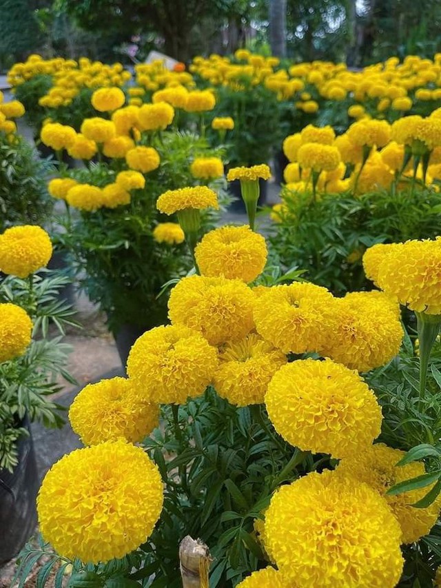 Càng nở càng buồn: 5 loài hoa đẹp như mộng nhưng trồng trước nhà là rước họa vào thân- Ảnh 3. Càng nở càng buồn: 5 loài hoa đẹp như mộng nhưng trồng trước nhà là rước họa vào thân- Ảnh 3.