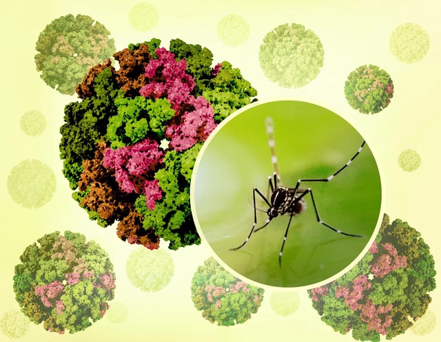 Virus Chikungunya "phá hủy nội tạng" bùng phát khiến WHO phát đi kêu gọi hành động khẩn cấp nguy hiểm thế nào?- Ảnh 1.
