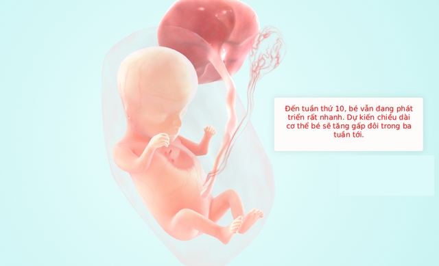 Tuần thai thứ 10: Bé bắt đầu mọc lông tơ và móng tay, mẹ đã thấy bụng lộ dần chưa?- Ảnh 5.
