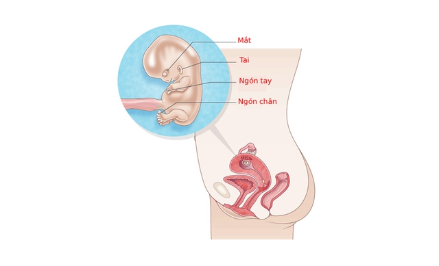 Tuần thai thứ 10: Bé bắt đầu mọc lông tơ và móng tay, mẹ đã thấy bụng lộ dần chưa?- Ảnh 7.