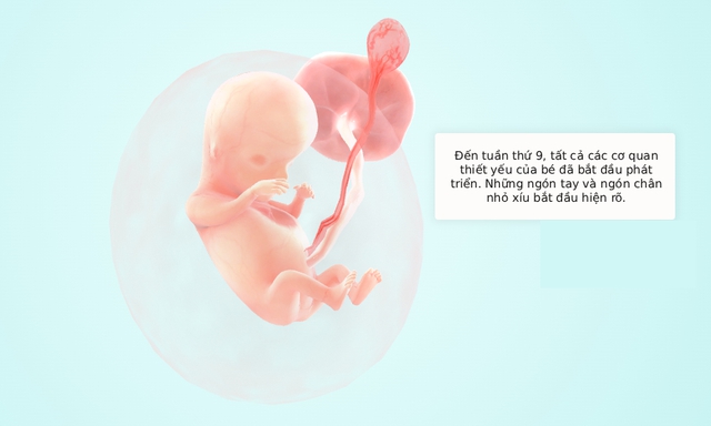 Tuần thai thứ 9: Bé yêu chuyển sang giai đoạn thai nhi, nguy cơ sảy thai giảm đáng kể- Ảnh 5.