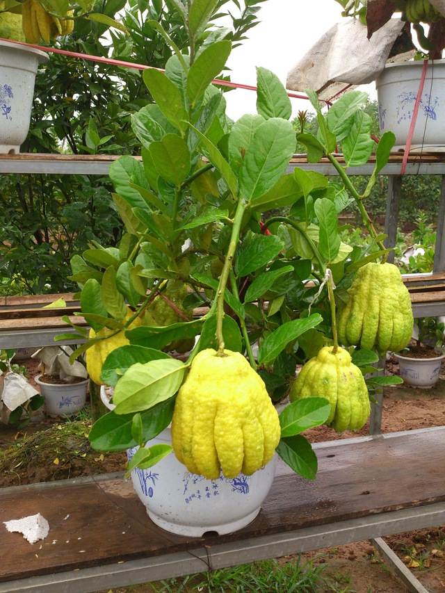 Ông bà dặn con cháu: Ban công trồng 3 cây này, đời hanh thông, phúc đức bền như núi!- Ảnh 1.