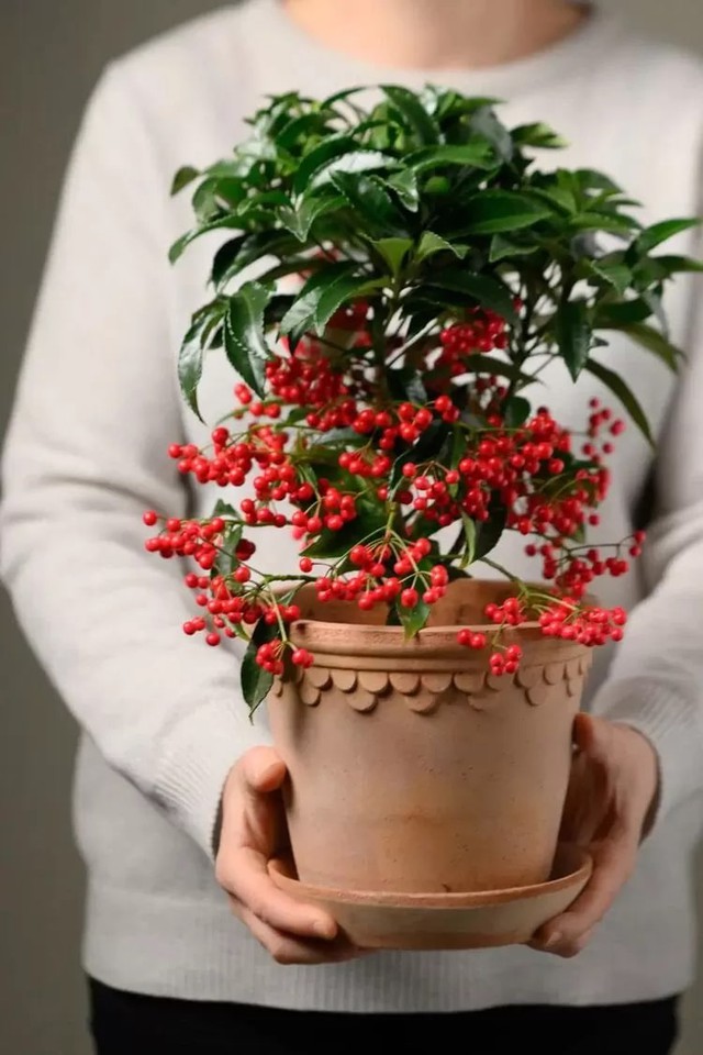 Ông bà dặn con cháu: Ban công trồng 3 cây này, đời hanh thông, phúc đức bền như núi!- Ảnh 3.