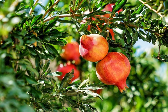 Ông bà xưa dặn: Trong nhà trồng được 1 trong 5 cây này, đời hanh thông, con cháu về sau ắt hưởng phúc lộc- Ảnh 1.