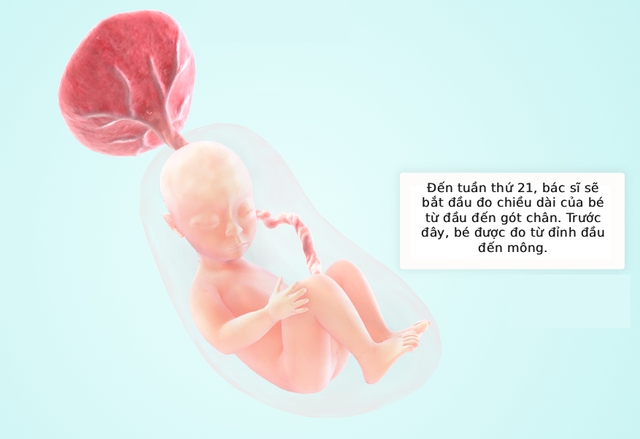 Tuần thai thứ 21: Giác quan của bé phát triển, đã có thể nghe được mẹ nói chuyện- Ảnh 5.