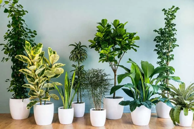4 dấu hiệu trong nhà là điềm báo phong thủy "tiền vào như nước", làm việc gì cũng hanh thông- Ảnh 1.
