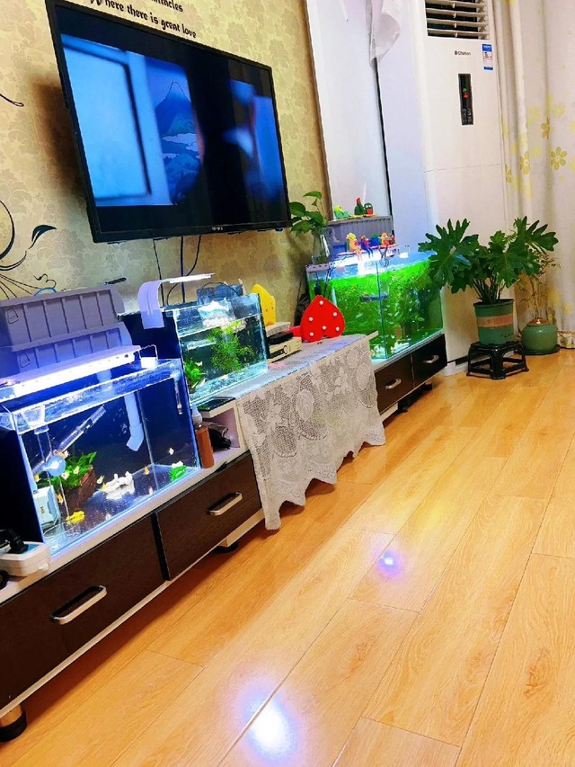 Đặt 4 thứ này cạnh bộ phát wifi, bảo sao mạng yếu xìu, chạy chậm như rùa bò: Rất nhiều nhà đang mắc phải!- Ảnh 1.