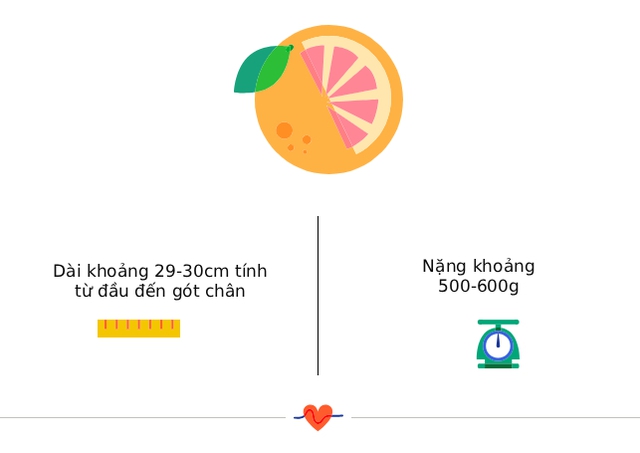Tuần thai thứ 24: Bé đạt cột mốc quan trọng khi có thể sống sót ngoài tử cung- Ảnh 3.