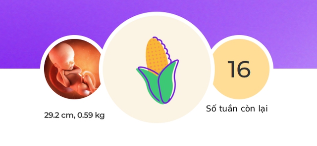 Tuần thai thứ 24: Bé đạt cột mốc quan trọng khi có thể sống sót ngoài tử cung- Ảnh 1.