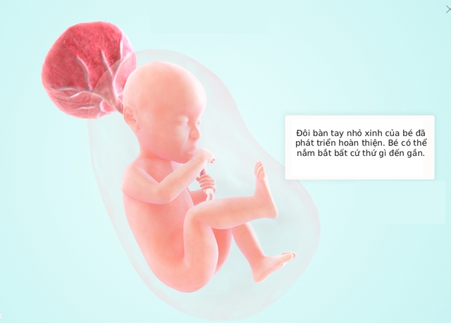 Tuần thai thứ 25: Bé đã tròn trịa hơn, não bộ phát triển mạnh mẽ- Ảnh 5.