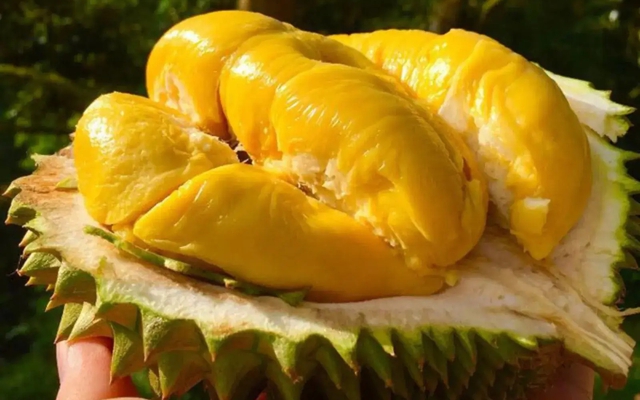 Mua sầu riêng, cứ thuộc mẹo này đảm bảo biết ngay sầu chín cơm hay sầu sượng- Ảnh 1.
