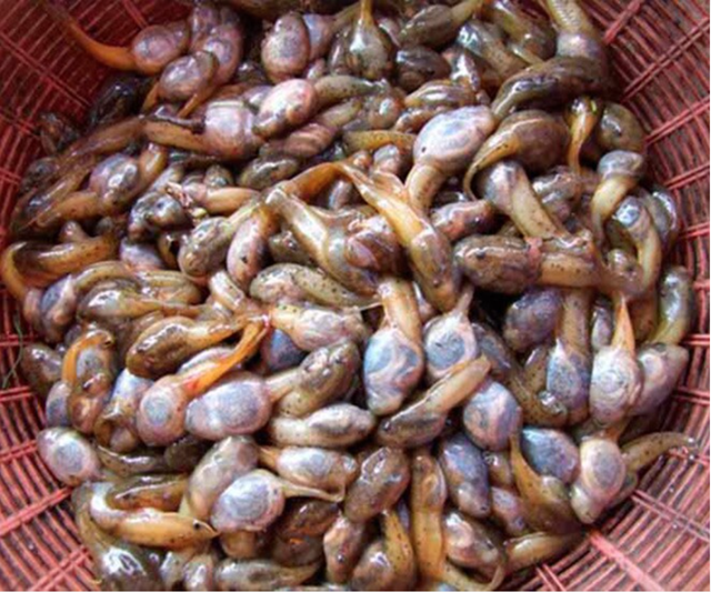 Đặc sản nòng nọc om măng rừng xứ Thanh: Món ăn khiến nhiều người sững sờ khi nghe tên- Ảnh 1.