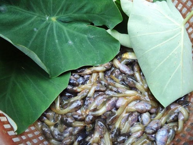 Đặc sản nòng nọc om măng rừng xứ Thanh: Món ăn khiến nhiều người sững sờ khi nghe tên- Ảnh 2.
