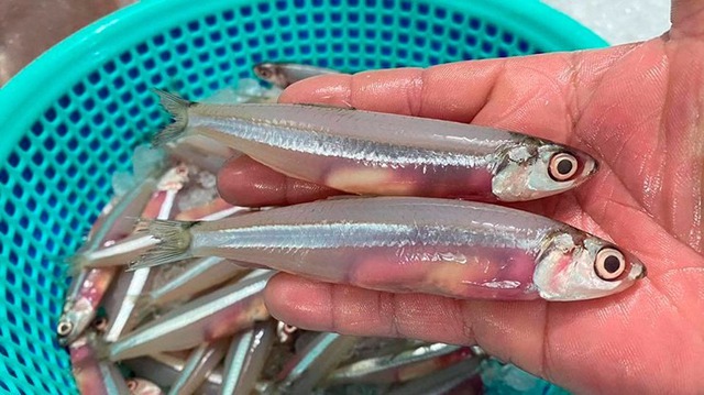 Loài cá bé như ngón út, xưa rẻ như cho nay thành đặc sản 400.000 đồng/kg: Canxi vượt mặt cá hồi!- Ảnh 3. Loài cá bé như ngón út, xưa rẻ như cho nay thành đặc sản 400.000 đồng/kg: Canxi vượt mặt cá hồi!- Ảnh 3.