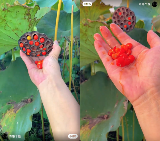 Video về loại hạt sen đỏ rực lan truyền khiến MXH tò mò: Lại 1 trường hợp đột biến hay giống sen độc lạ?- Ảnh 2.