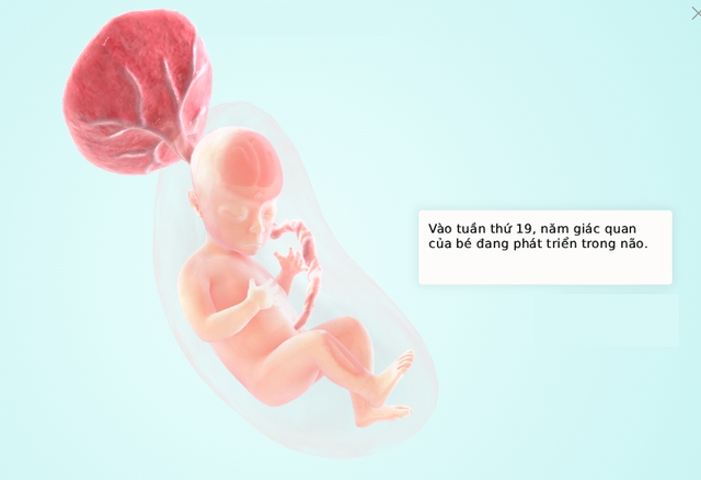 Tuần thai thứ 19: Toàn thân bé được bọc trong lớp sáp bảo vệ, mẹ đề phòng nguy cơ bị giãn tĩnh mạch- Ảnh 5.