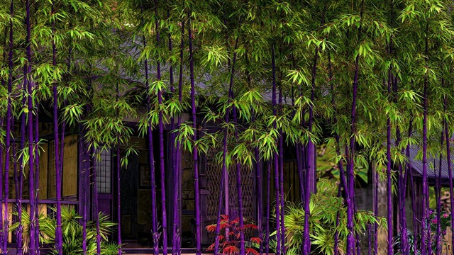 4 cây cảnh "đổi vận" cho chủ, nhà giàu nào cũng chuộng: Càng trồng càng lắm lộc, nhiều vận may- Ảnh 1.