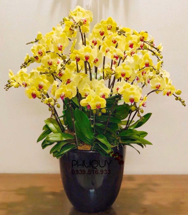 4 cây cảnh "đổi vận" cho chủ, nhà giàu nào cũng chuộng: Càng trồng càng lắm lộc, nhiều vận may- Ảnh 3.