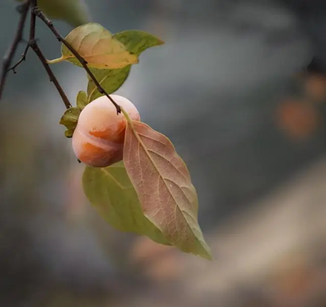 Loại lá xưa rụng đầy gốc không ai nhặt nay thành dược liệu quý bảo vệ tim mạch, giảm mỡ máu, làm mờ nếp nhăn...- Ảnh 2.