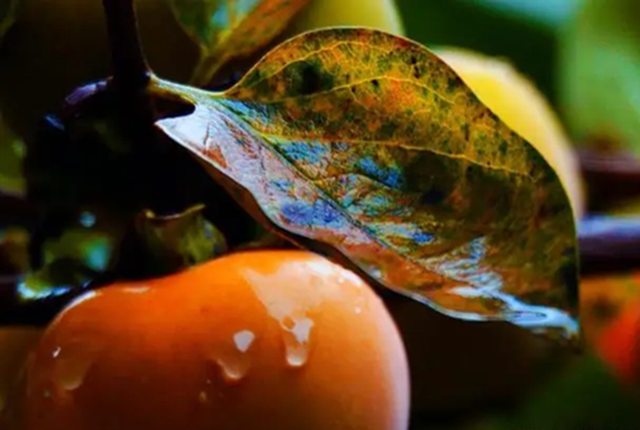 Loại lá xưa rụng đầy gốc không ai nhặt nay thành dược liệu quý bảo vệ tim mạch, giảm mỡ máu, làm mờ nếp nhăn...- Ảnh 1.