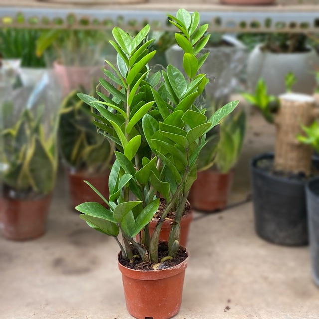 8 loài cây là "thần giữ của": Đặt trên bàn thờ, gia chủ làm ăn thuận lợi, tiền bạc dễ tụ- Ảnh 5.