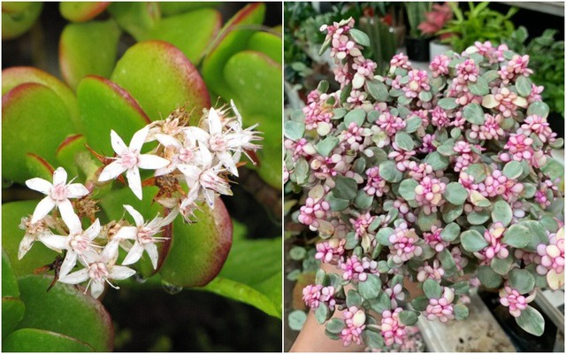 8 loài cây là "thần giữ của": Đặt trên bàn thờ, gia chủ làm ăn thuận lợi, tiền bạc dễ tụ- Ảnh 8.