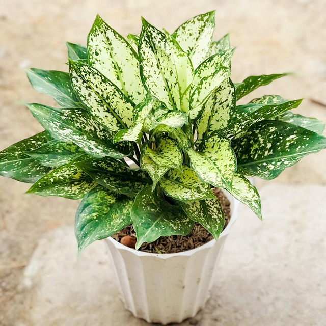 8 loài cây là "thần giữ của": Đặt trên bàn thờ, gia chủ làm ăn thuận lợi, tiền bạc dễ tụ- Ảnh 7.