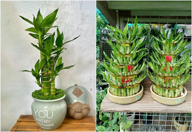 8 loài cây là "thần giữ của": Đặt trên bàn thờ, gia chủ làm ăn thuận lợi, tiền bạc dễ tụ- Ảnh 3.