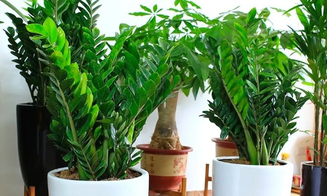 Dân làm ăn chuộng nhất 3 cây cảnh này: Thu hút tài lộc, sức khỏe gia chủ tốt lên thấy rõ- Ảnh 1.