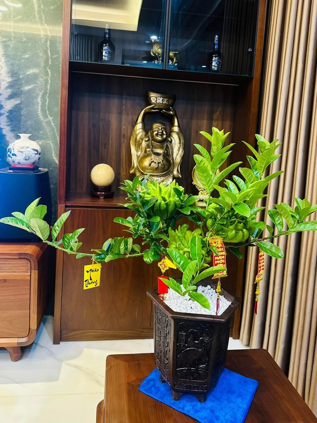 Nhà trồng 3 loại cây này chẳng khác rước "thần tài" vào nhà, gia chủ trăm sự cát lành, hút tài hút lộc- Ảnh 2.