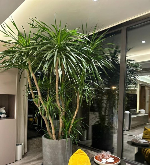 Nhà trồng 3 loại cây này chẳng khác rước "thần tài" vào nhà, gia chủ trăm sự cát lành, hút tài hút lộc- Ảnh 1.