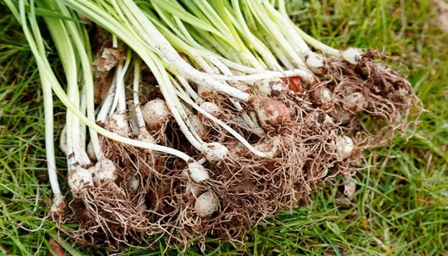 3 cây rắn "kết thân", 4 cây rắn sợ run bần bật- Ảnh 5.