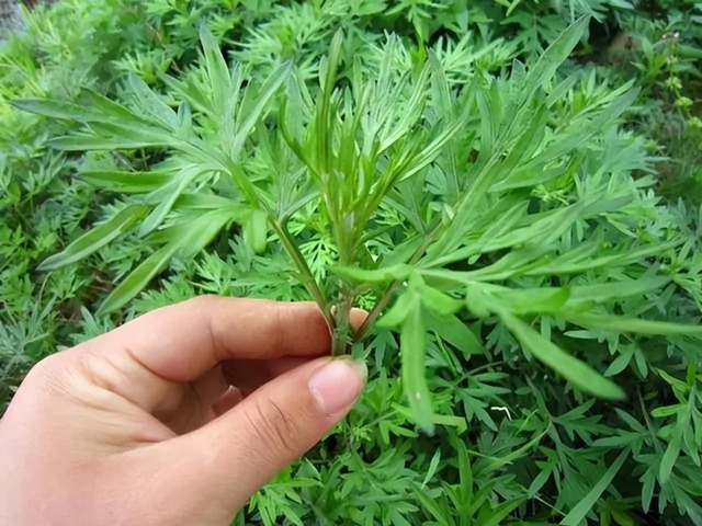 3 cây rắn "kết thân", 4 cây rắn sợ run bần bật- Ảnh 6.