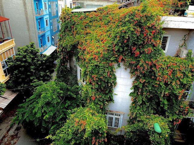 3 cây rắn "kết thân", 4 cây rắn sợ run bần bật- Ảnh 3.