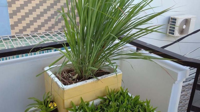 3 cây rắn "kết thân", 4 cây rắn sợ run bần bật- Ảnh 4.