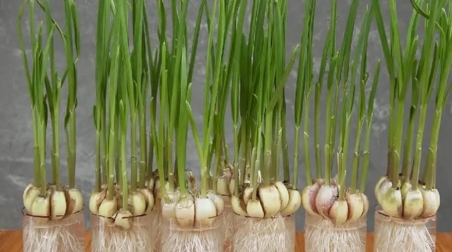 3 cây rắn "kết thân", 4 cây rắn sợ run bần bật- Ảnh 7.