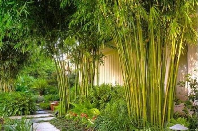 3 cây rắn "kết thân", 4 cây rắn sợ run bần bật- Ảnh 2.