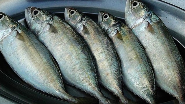 6 loài cá ít "ngậm" thủy ngân, omega-3 giàu vô địch: Chợ Việt bán sẵn- Ảnh 4. 6 loài cá ít "ngậm" thủy ngân, omega-3 giàu vô địch: Chợ Việt bán sẵn- Ảnh 4.