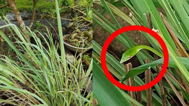 3 thứ dụ rắn v&agrave;o nh&agrave;, 4 thứ rắn sợ &ldquo;hồn l&igrave;a khỏi x&aacute;c&rdquo;- Ảnh 2.