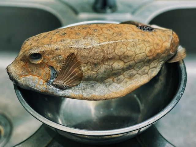 "Quái ngư" có hình hài đáng sợ ở vùng biển miền Trung, nhìn ghê nhưng được săn lùng dù giá tiền triệu- Ảnh 1.