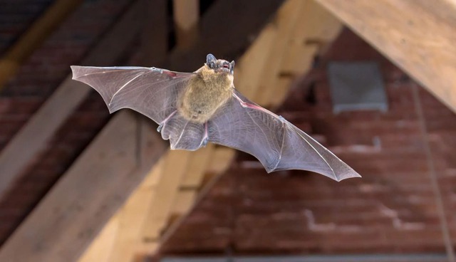 4 vật vào nhà là điềm báo chuyện tốt lành, đuổi đi dễ mất lộc như chơi- Ảnh 3.