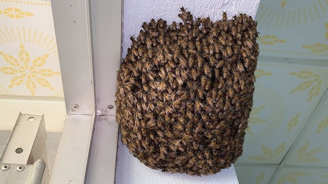 4 vật vào nhà là điềm báo chuyện tốt lành, đuổi đi dễ mất lộc như chơi- Ảnh 2.