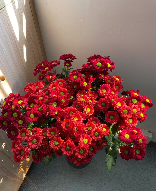 Cây Tết nhà giàu mê mệt: Hoa bung nở rực sáng cả khung hình, chưng góc nào cũng đẹp sang vô cùng tận- Ảnh 1.