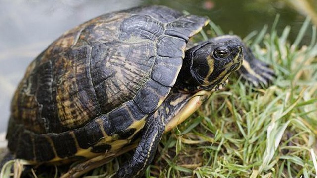 4 vật vào nhà là điềm báo chuyện tốt lành, đuổi đi dễ mất lộc như chơi- Ảnh 4.