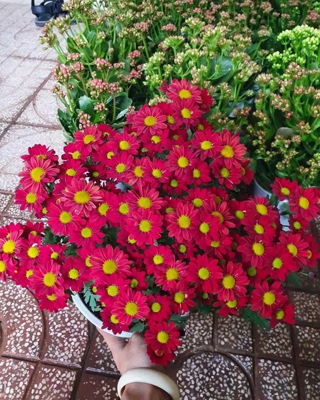 Cây Tết nhà giàu mê mệt: Hoa bung nở rực sáng cả khung hình, chưng góc nào cũng đẹp sang vô cùng tận- Ảnh 6.