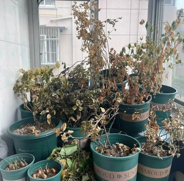 Các cụ dạy rằng: Cửa nhà tránh 4 thứ này, gia đình yên ấm, làm ăn hanh thông- Ảnh 2.