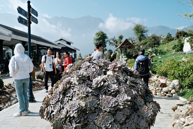 Cảnh báo trào lưu ăn sống sen đá chấm muối ớt, cẩn thận rước họa vào thân- Ảnh 7.