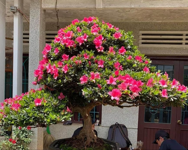 Lưỡi hổ hay kim tiền cũng không bằng 3 cây này: “Của để dành” trong nhà, càng trồng càng có lộc- Ảnh 3.